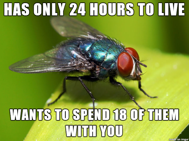 Misunderstood Fly