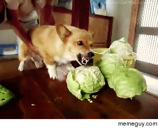 Mmmm cabbage