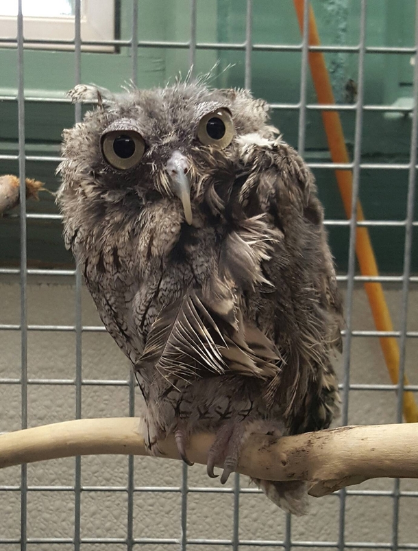 Molting screech owls look like a deranged muppet