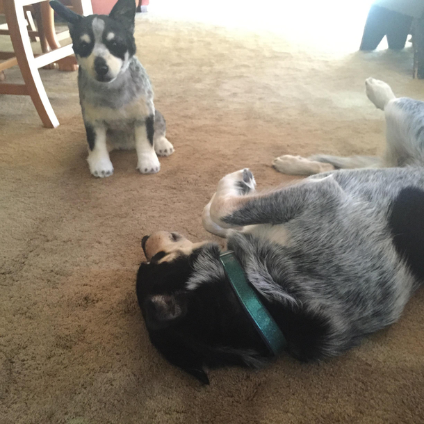 Mom got a replica stuffed animal of the dog My dog thinks its a real dog