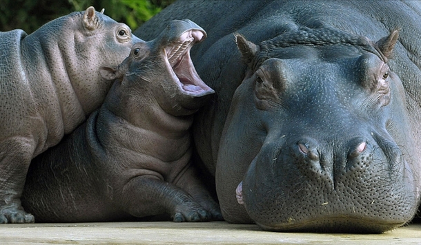 Mom Joeys touching me Mom Mom MOMMMMMM