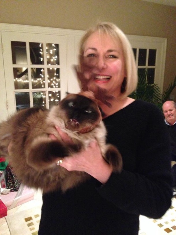 Mom wanted a nice photo with her cat in a reindeer hat Nailed it