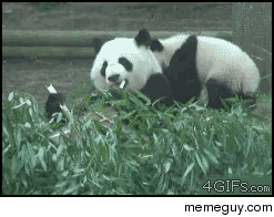 Momma Panda has had enough