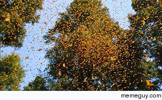 Monarch Butterflies in Central Mexico