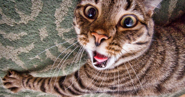 Monday Cat Pics Always