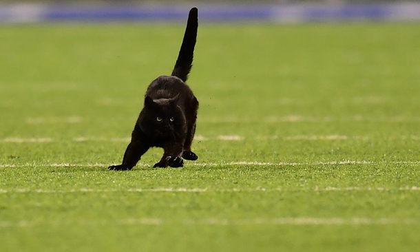 Monday night Giants-Cowboys game delayed by black cat
