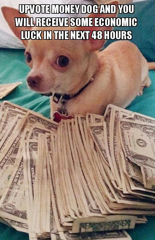 money dog
