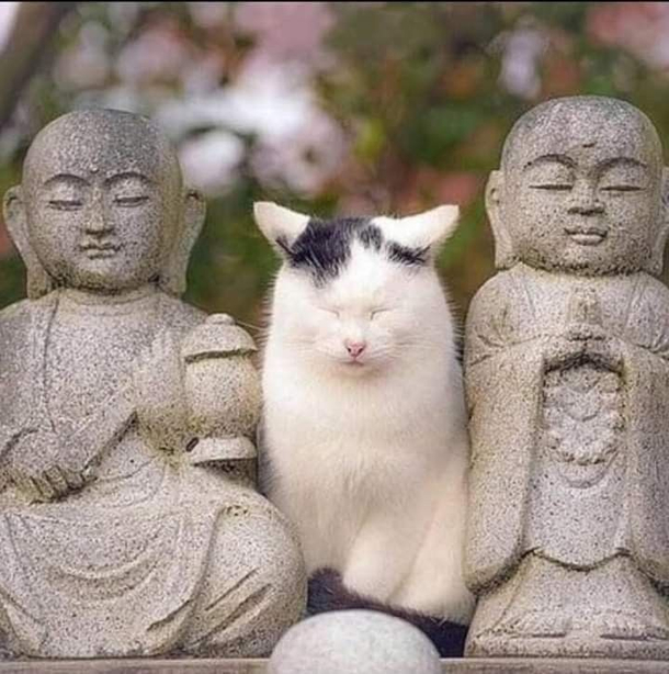 Monk Meow and his disciples
