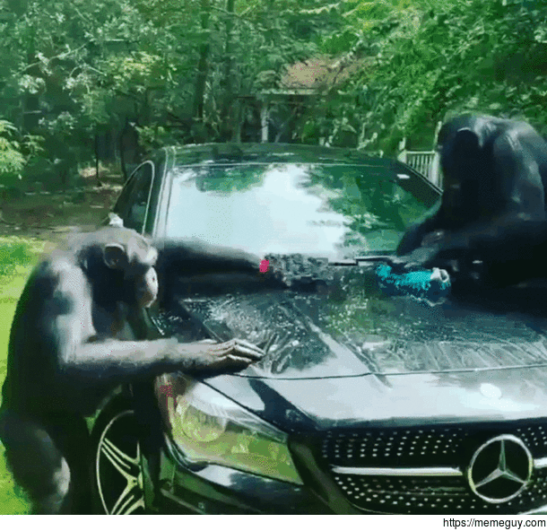 Monkey Business
