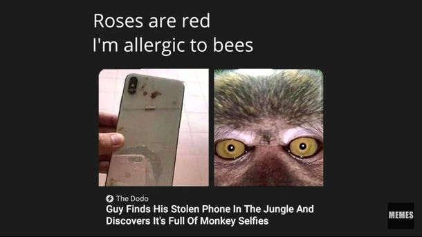 Monkey business dont but in