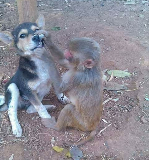 Monkey Dentist