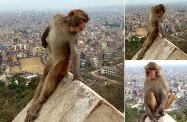 Monkey posing like every girl on instagram