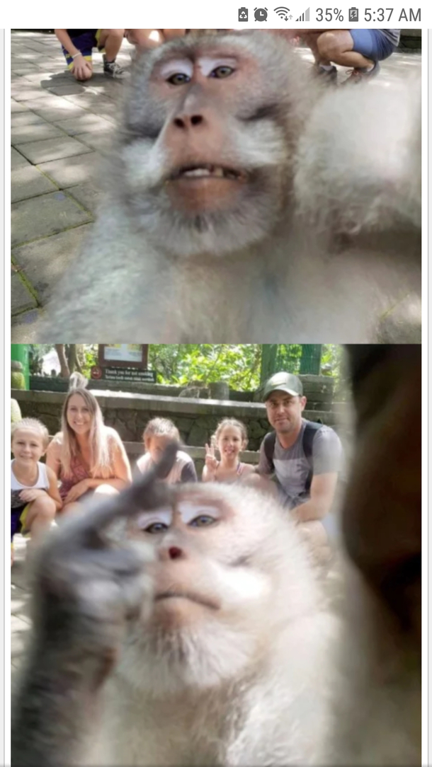 Monkey steals familys camera takes selfies and flips them off