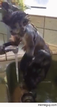 Monkey taking a shower in the sink
