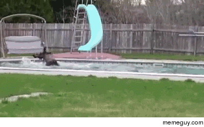 Moose caught swimming in guys pool Makes a quick getaway
