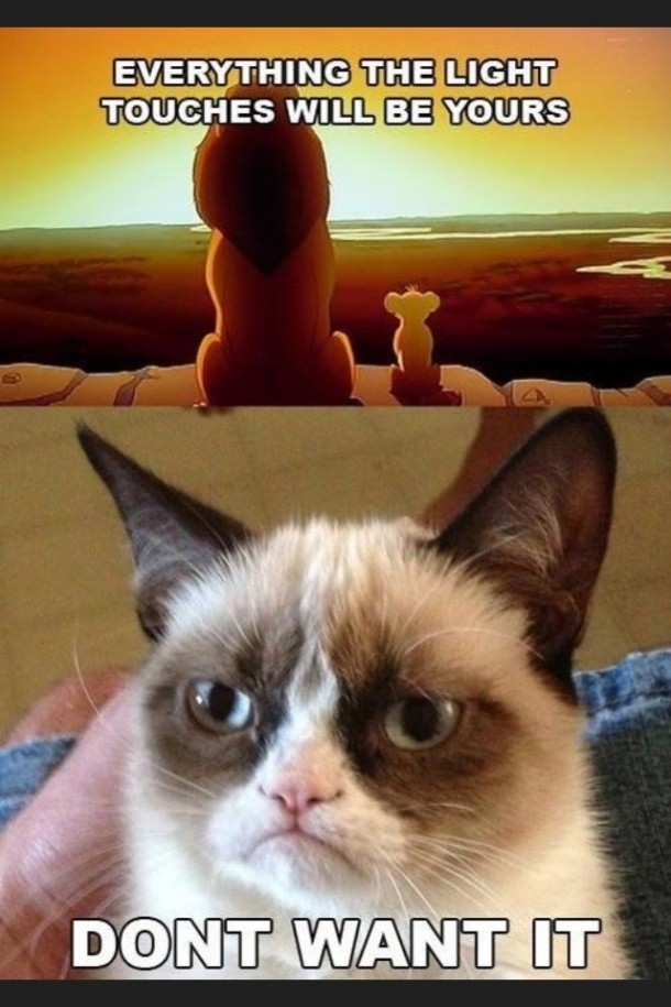 More grumpy cat