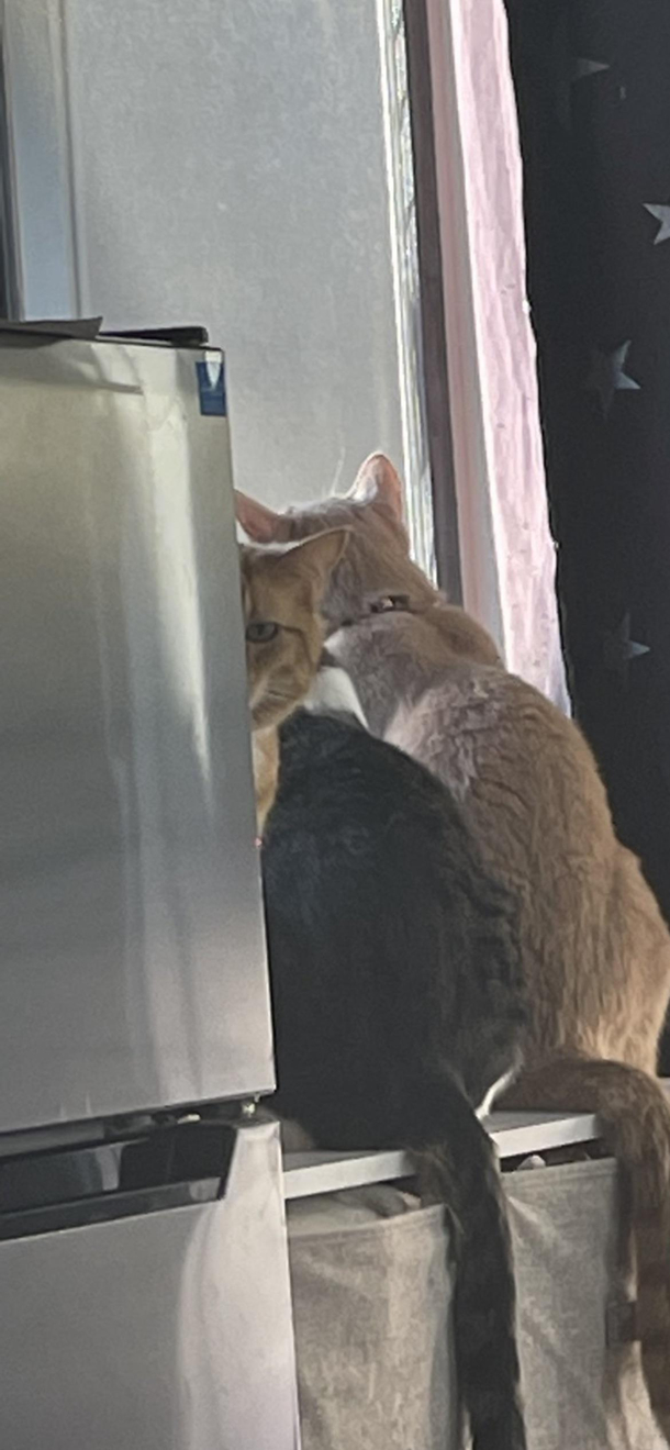 Morty has a subtle way of letting me know hes hungry