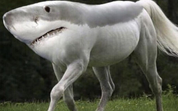 Most beautiful seahorse Ive ever seen