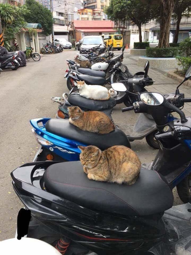 Motorbike security guards
