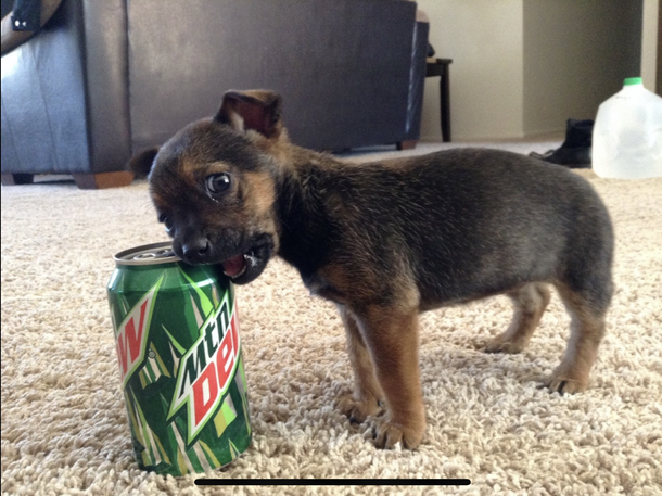 Mountain Chew