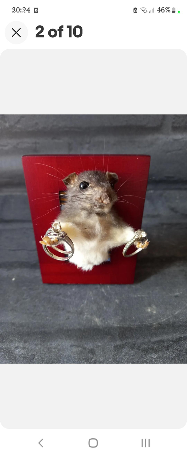 mouse to meet you