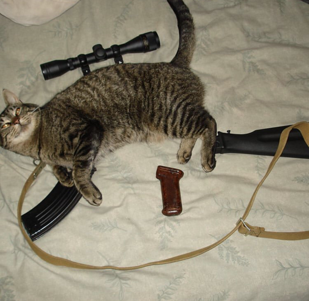 Mouse traps arent working Had to improvise
