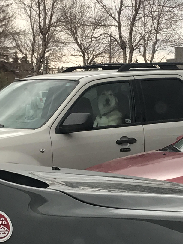 Mr Dog is waiting for Mrs Dog to come back from running in to the grocery store quick