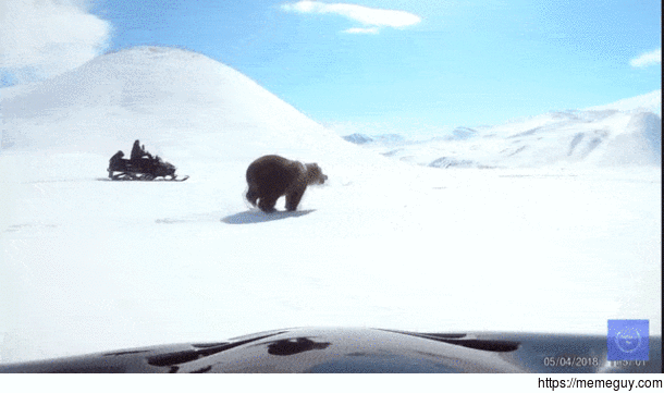 Mr Fucks-Around-And-Finds-Out chases a bear
