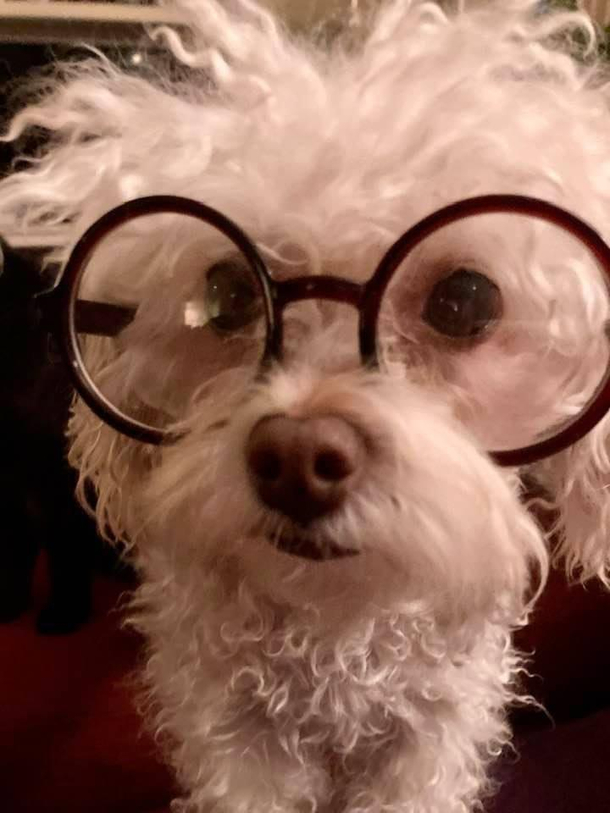 Mr Peabody the live-action reboot
