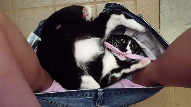Mr Tiddles in all his glory