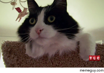MRW a program crashes and asks to contact tech support and I am tech support