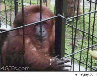 MRW after months of being a vegetarian I cave and eat a chili dog