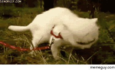 MRW an automatic public toilet suddenly flushes while Im still on it