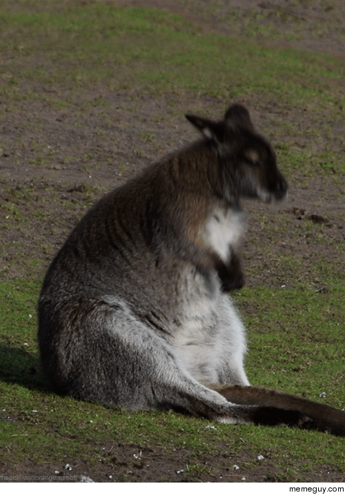 MRW I am fat and lazy but my jam comes on