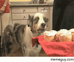 MRW I discovered rsexwithdogs
