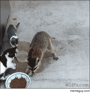 MRW I notice theres food at a party