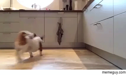 MRW Im a dog and I think my owner is finally coming home but its actually just that dogsitting OP
