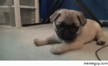MRW Im at a boring party and see hor doeuvres