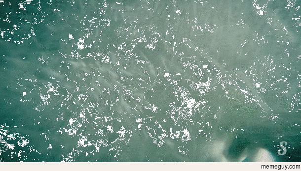 MRW Im swimming and something touches my foot