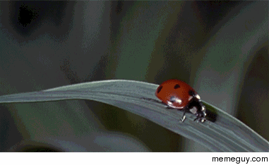 MRW When Im on a trampoline with friends