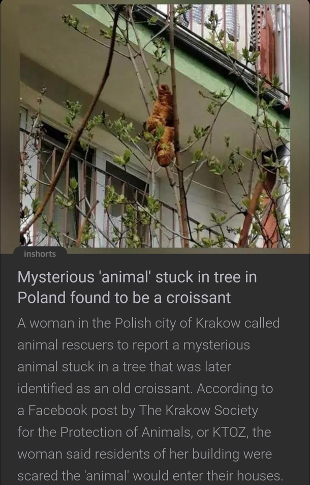 Much mystery such wow