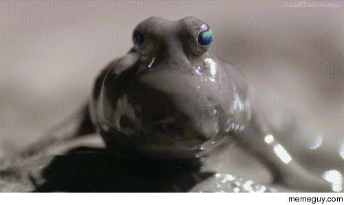 Mudskipper 