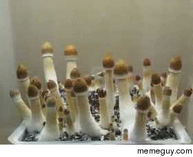 Mushrooms growing