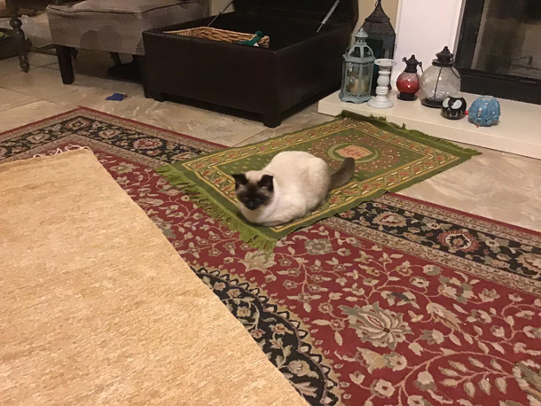 Muslim kitten