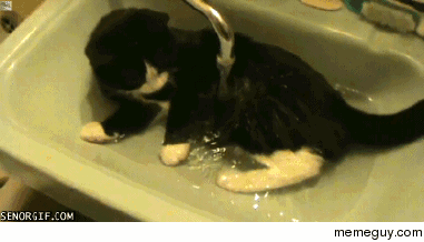 Must be a defective cat