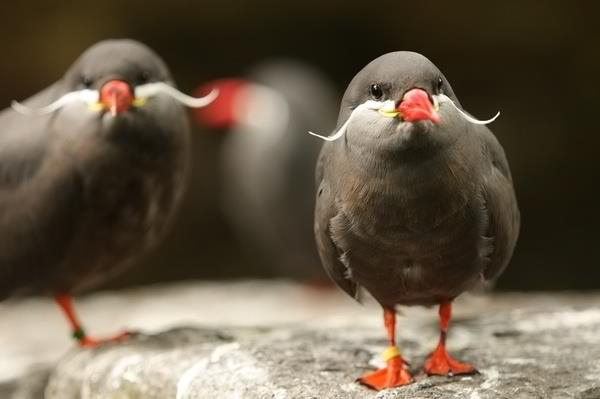 Mustache bird