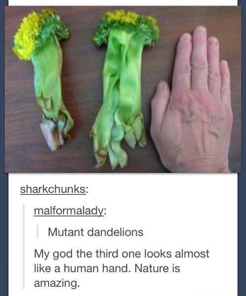 Mutant dandelions