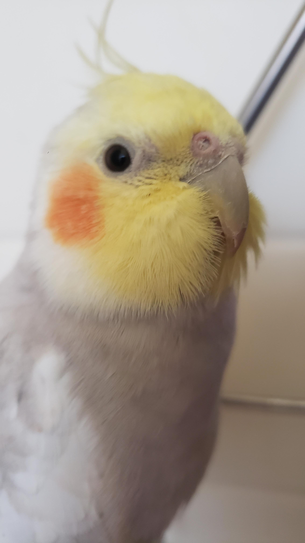 MUTTON CHOPS