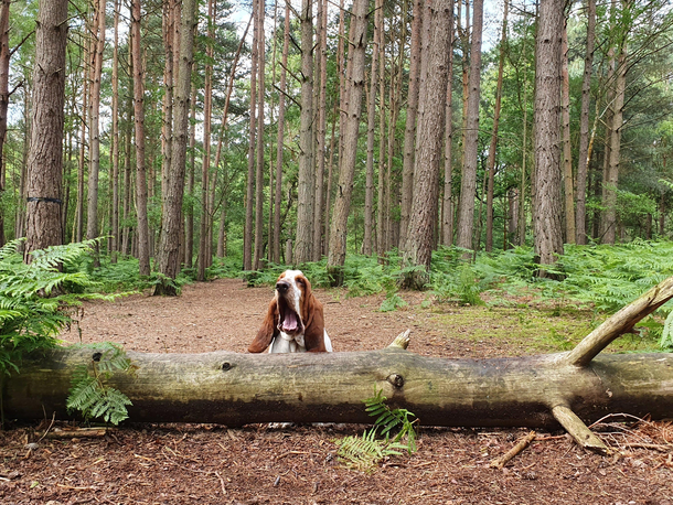 MUUUUUM this log is in the way