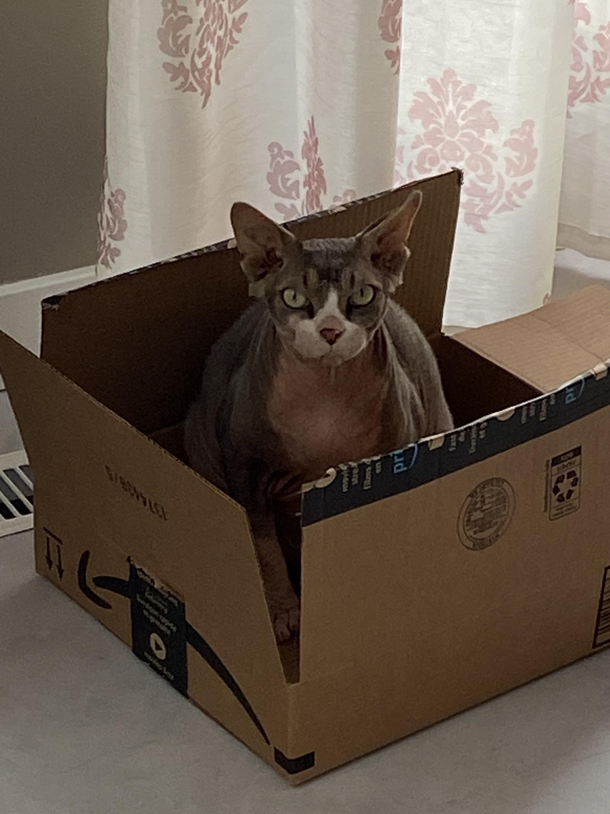 My absolute unit of a cat
